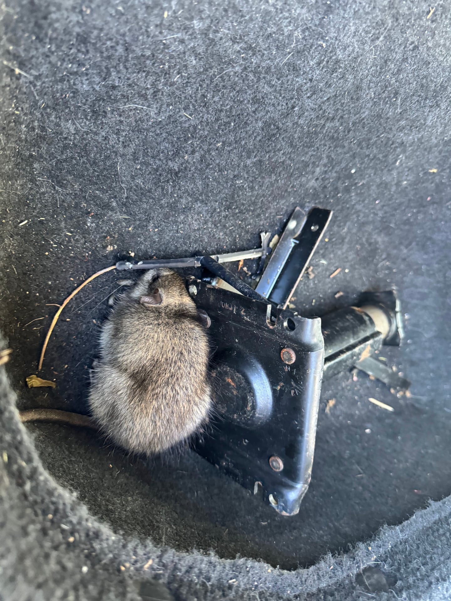 Dead rat found in vehicle
