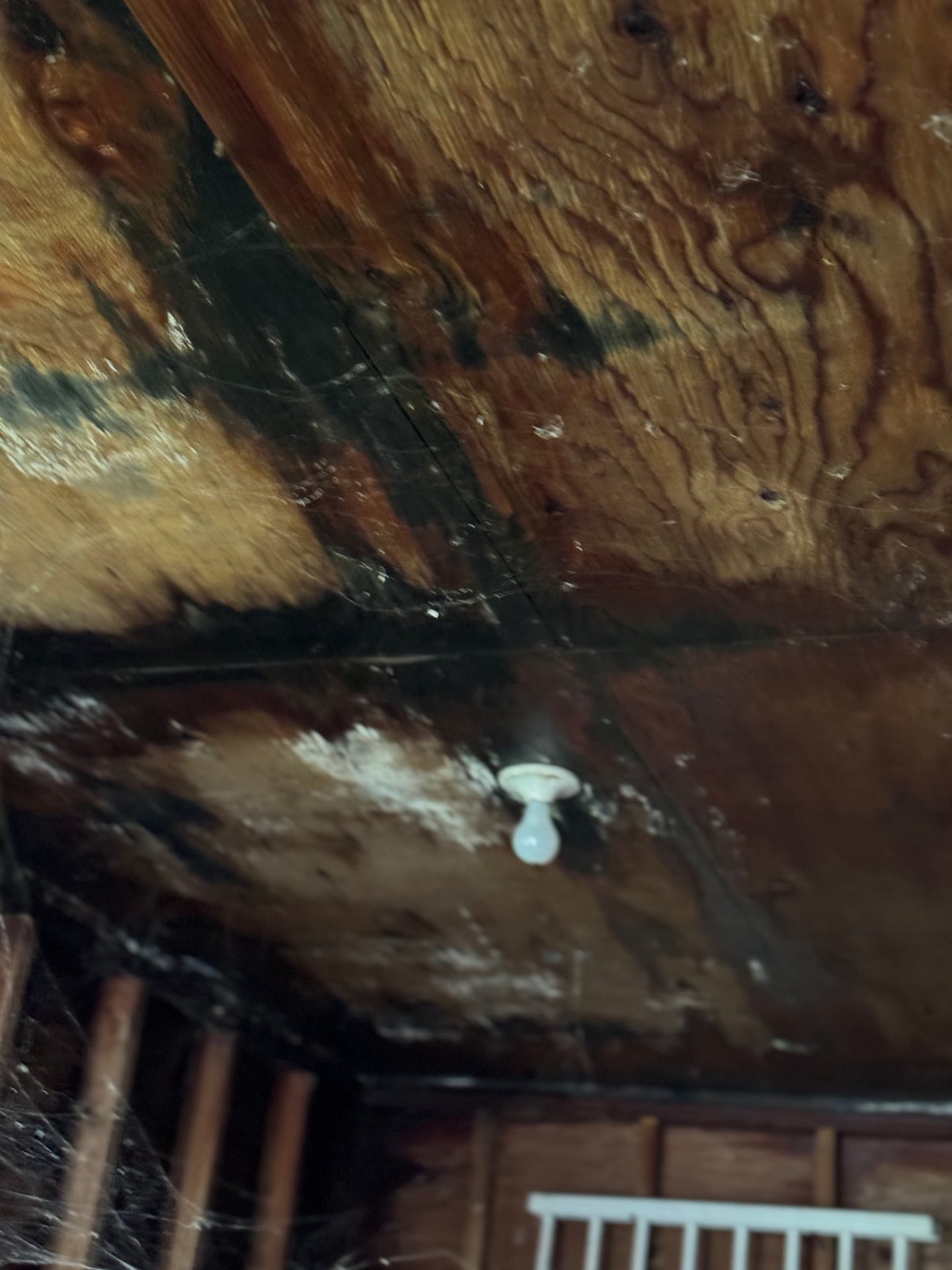 Attic mold growth on ceiling