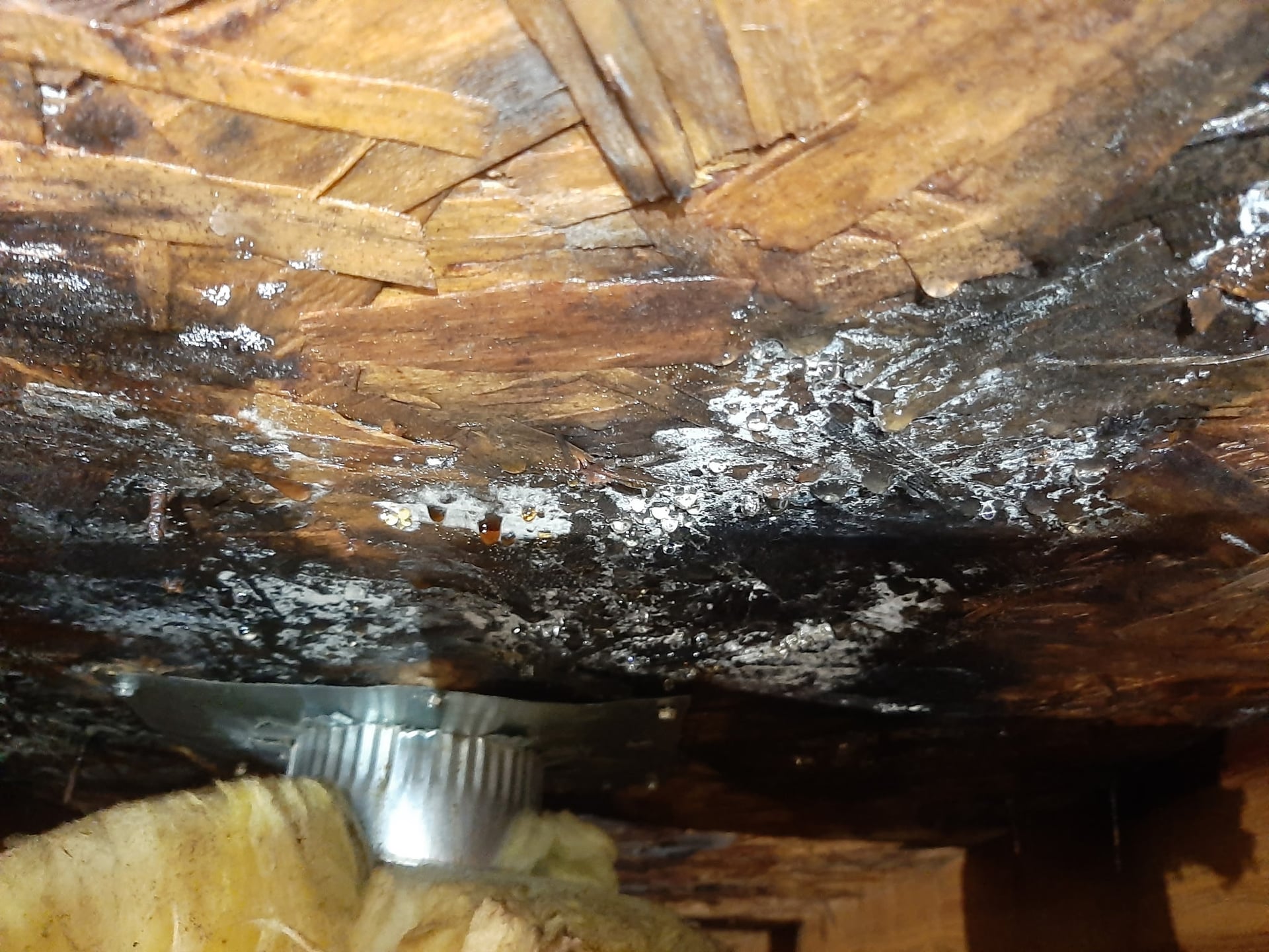 Attic Mold Decontamination