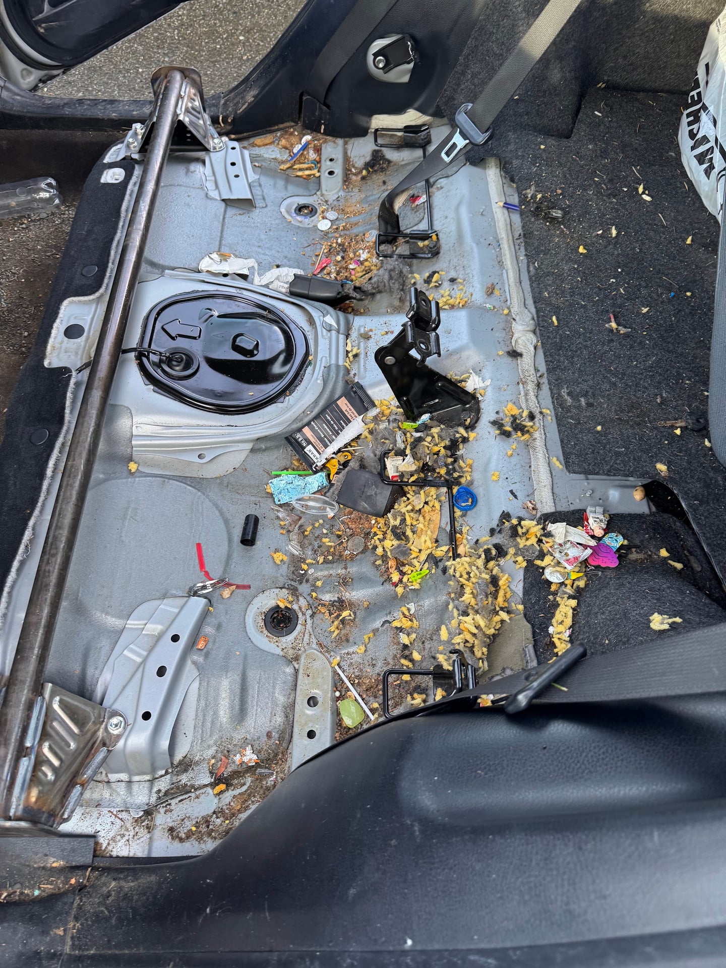 Rodent infestation inside vehicle