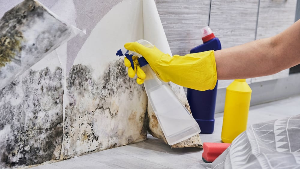 Why Bleach Does Not Completely Eliminate Mold