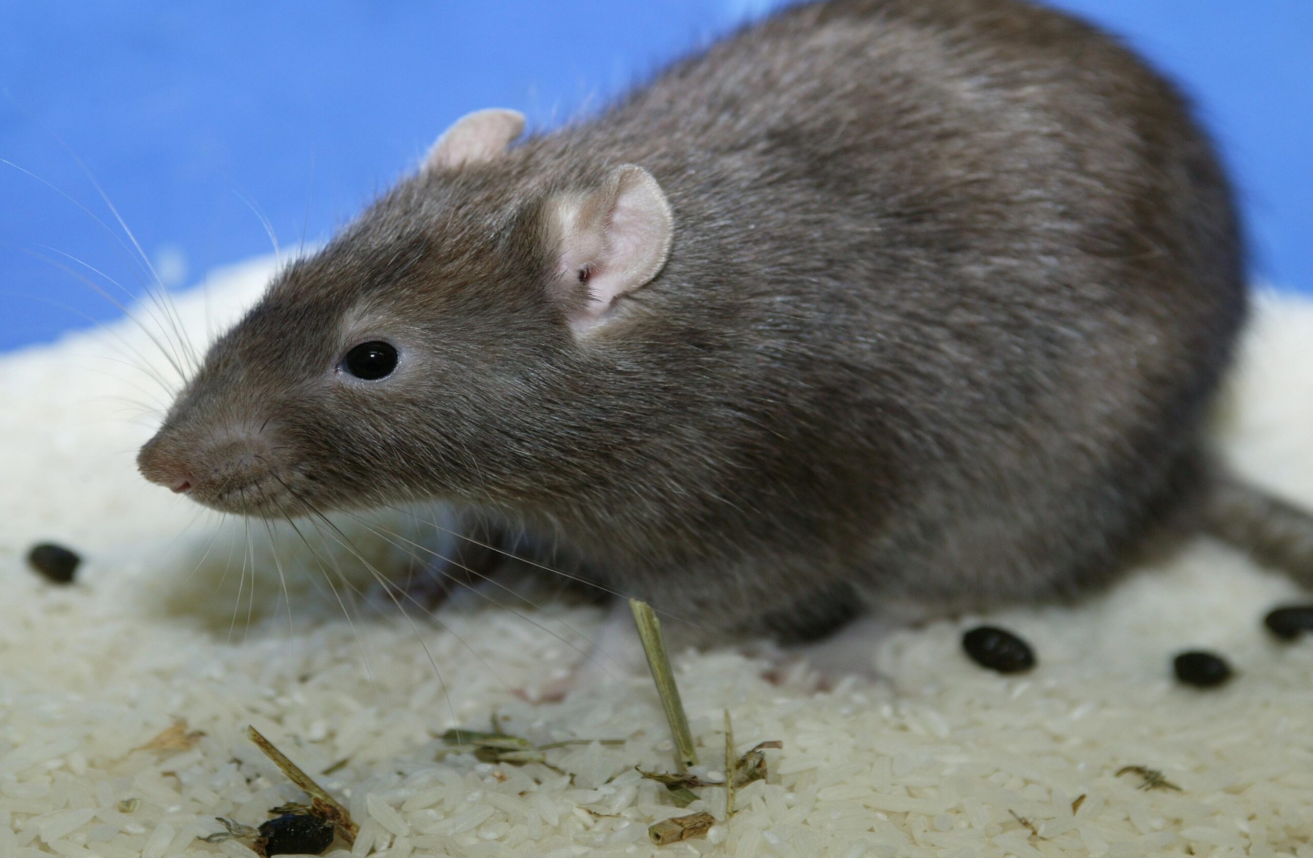 The Unseen Perils: Rodent Infestations, Feces, and the Pungent Trail of Urine