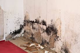 Mold Remediation Victoria, Duncan, Cowichan, Nanaimo, Parksville, Qualicum, Comox, Courtenay, Campbell River and Port Alberni